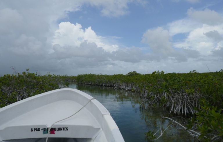 Reserve - bateau mangrove