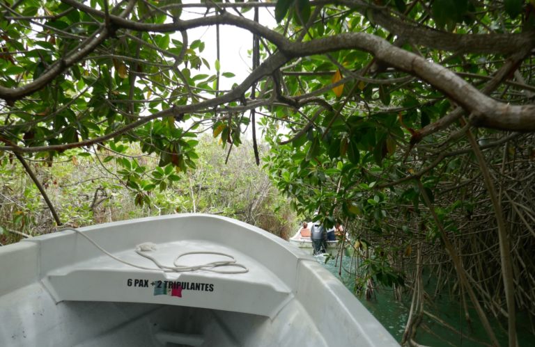 Reserve - bateau mangrove 2