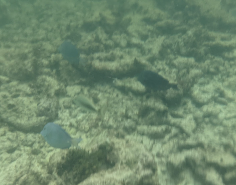 Snorkeling poissons