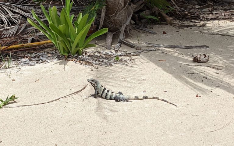 iguane