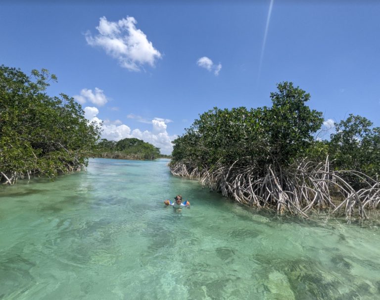 kenzo mangroves