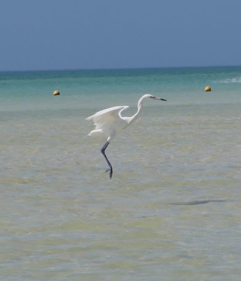 HOLBOX33