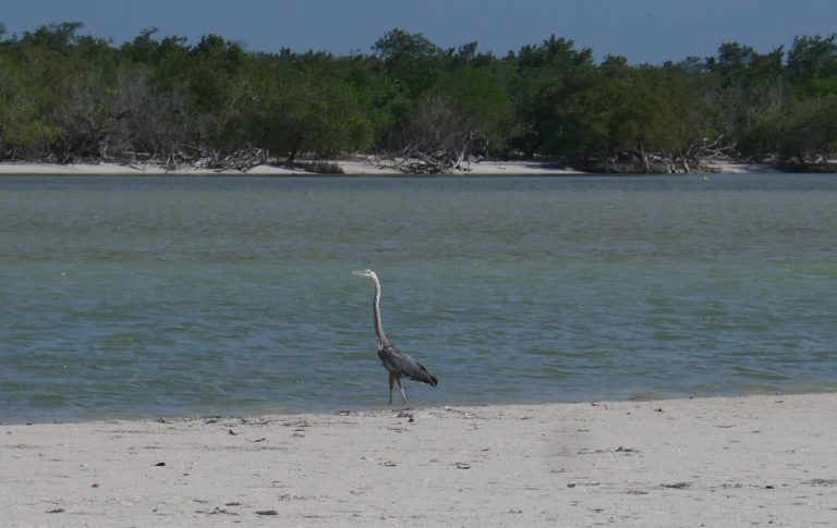 HOLBOX35