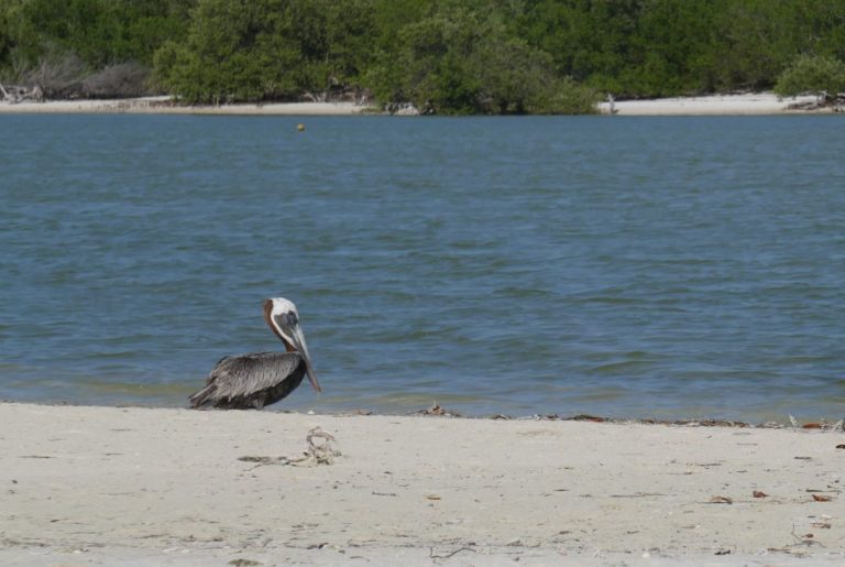 HOLBOX37