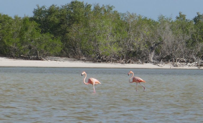 HOLBOX38