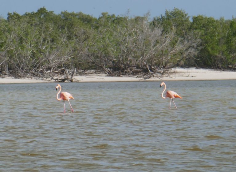 Holbox - Flamants Roses