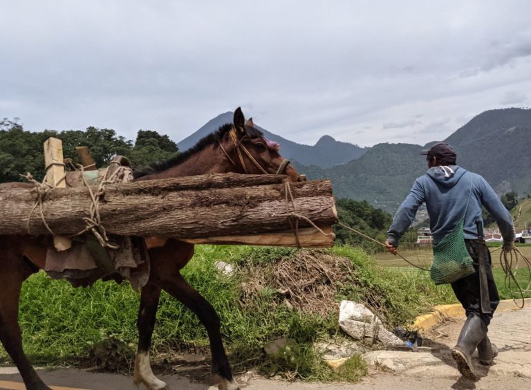 transport du bois