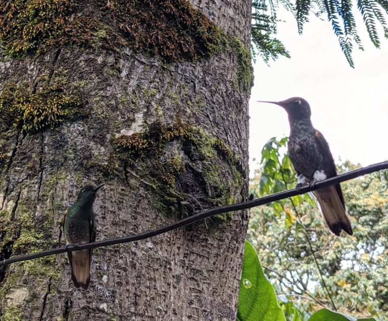 COCORA12