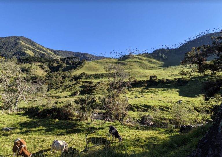 COCORA2