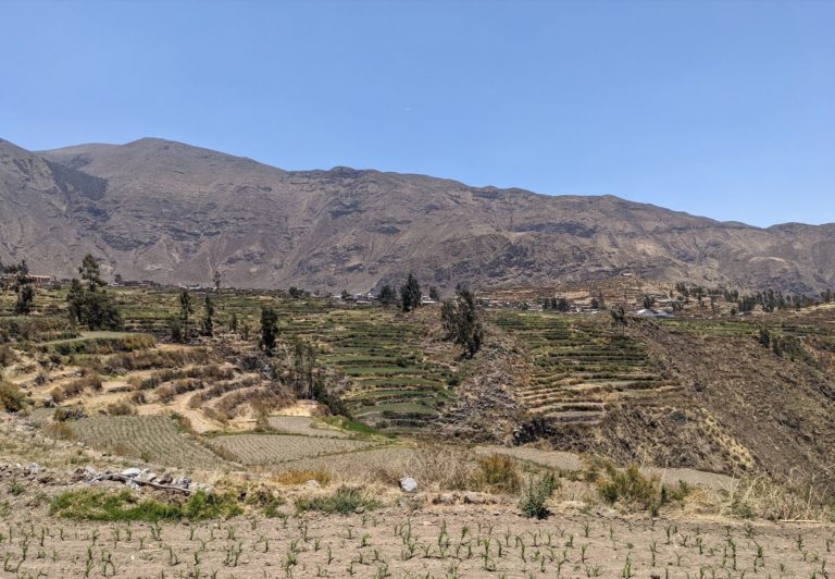 COLCA33