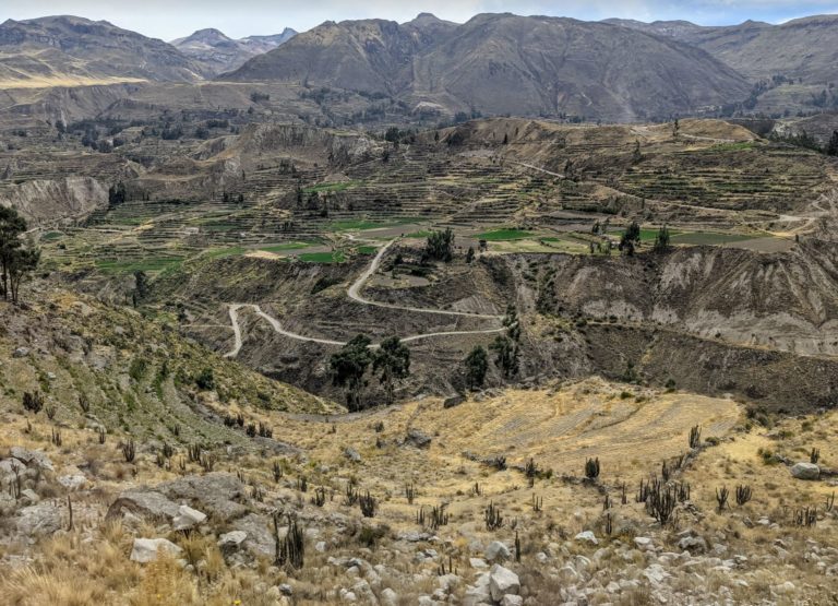 COLCA36