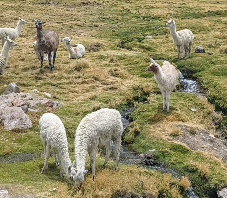 COLCA39