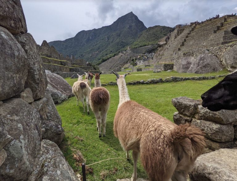 Machu Picchu 13