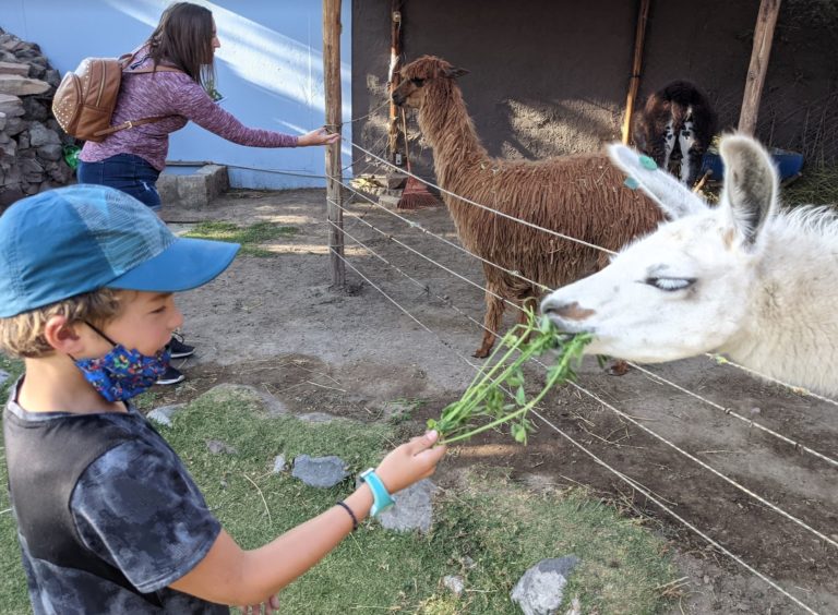 Arequipa - lama