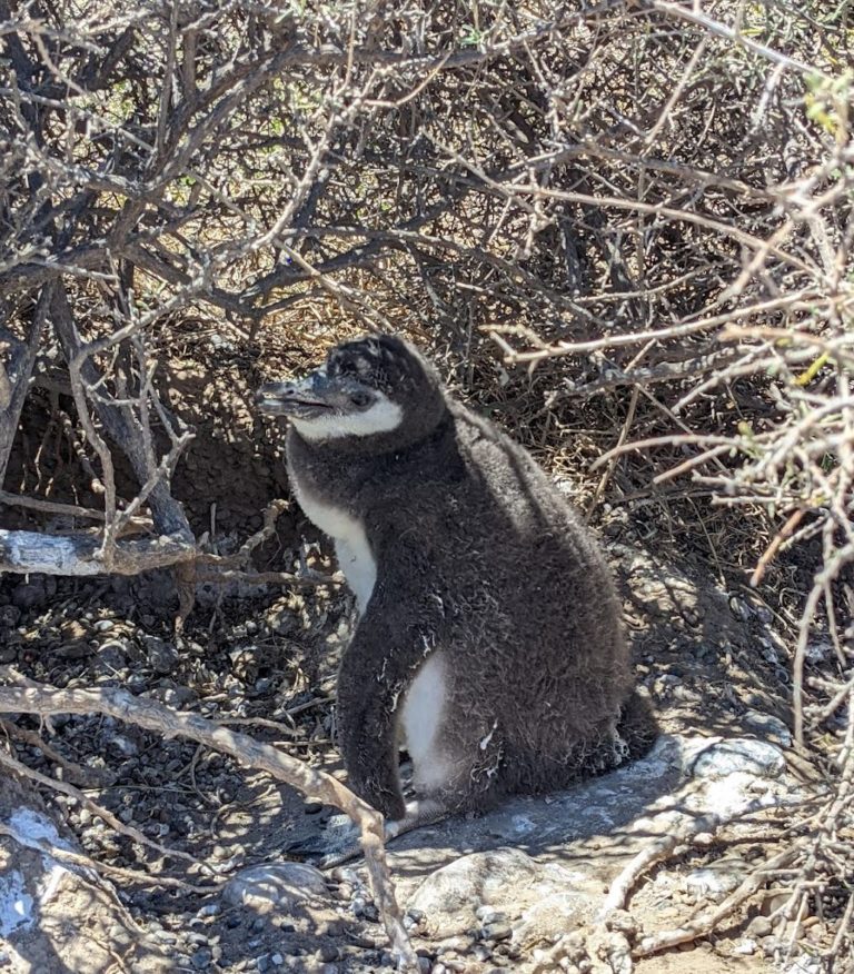 PUERTOMADRYN11