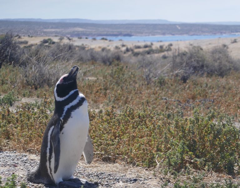 PUERTOMADRYN12bis