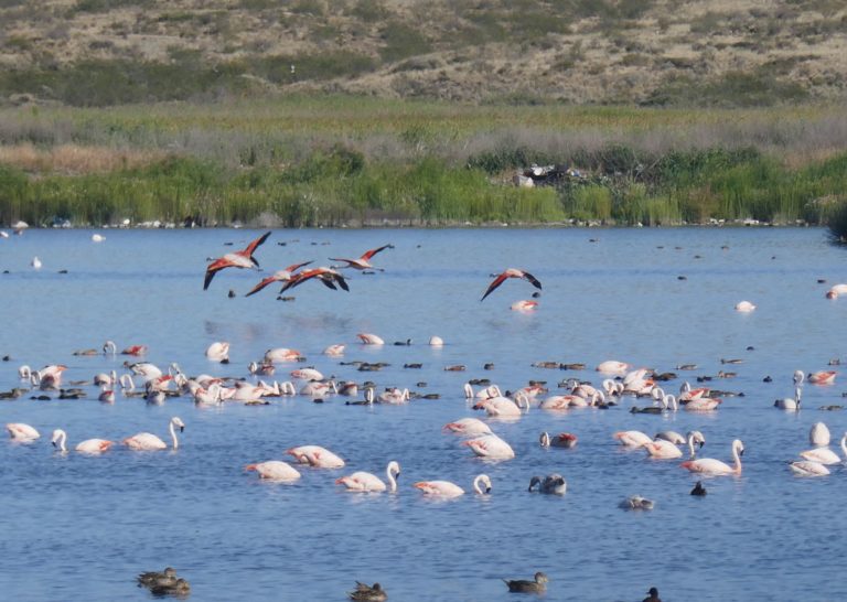 PUERTOMADRYN1BIS