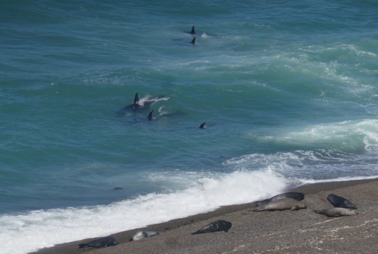 PUERTOMADRYN23b