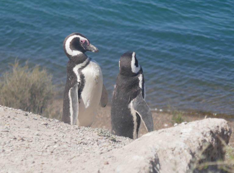 PUERTOMADRYN23g