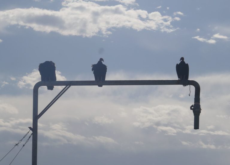 PUERTOMADRYN23l