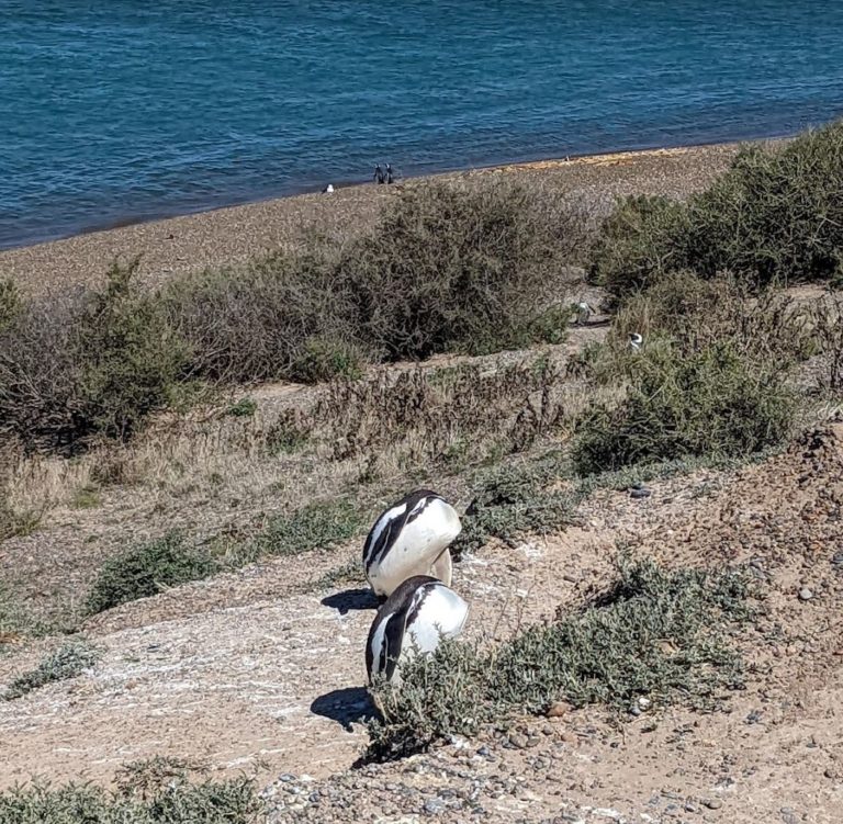 PUERTOMADRYN7