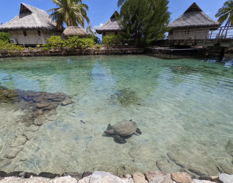 MOOREA9